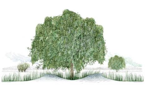 The White Willow Tree Image
